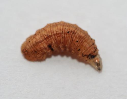 Syrphus sp.